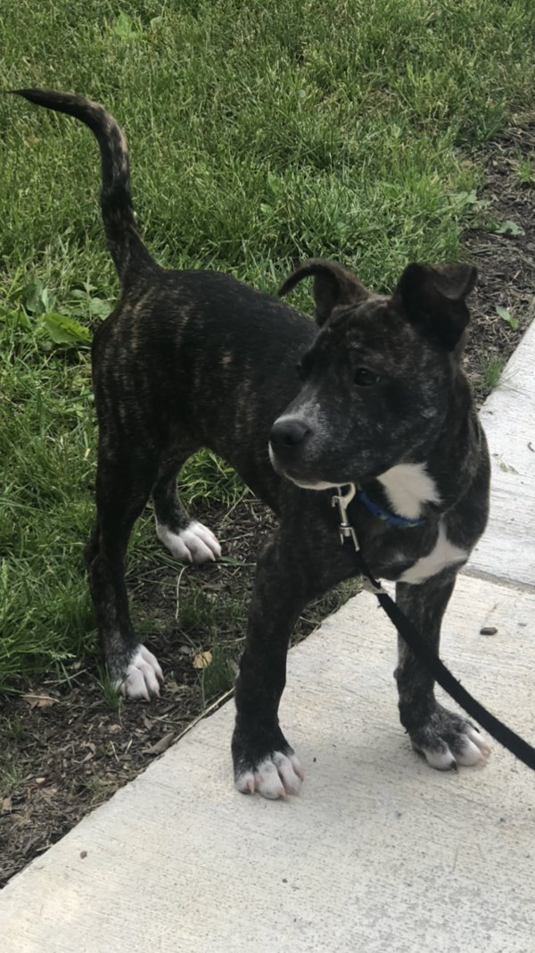 Safe Pit Bull in Baltimore, MD
