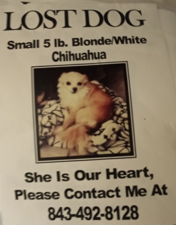 Safe Chihuahua in Conway, SC