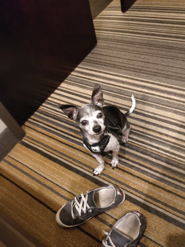 Safe Chihuahua in Auburn, WA