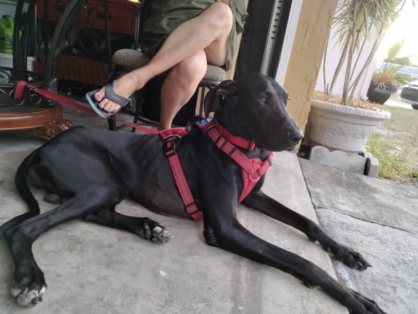 Safe Great Dane in Kissimmee, FL