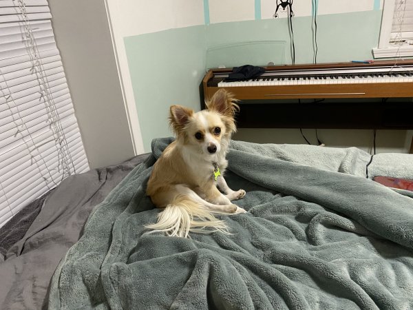 Safe Chihuahua in Hamilton, OH