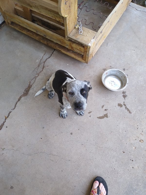 Safe Dog in Lubbock, TX
