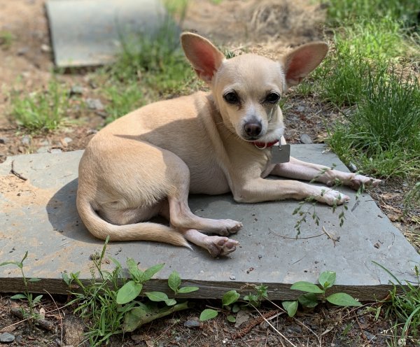 Safe Chihuahua in Ballston Spa, NY