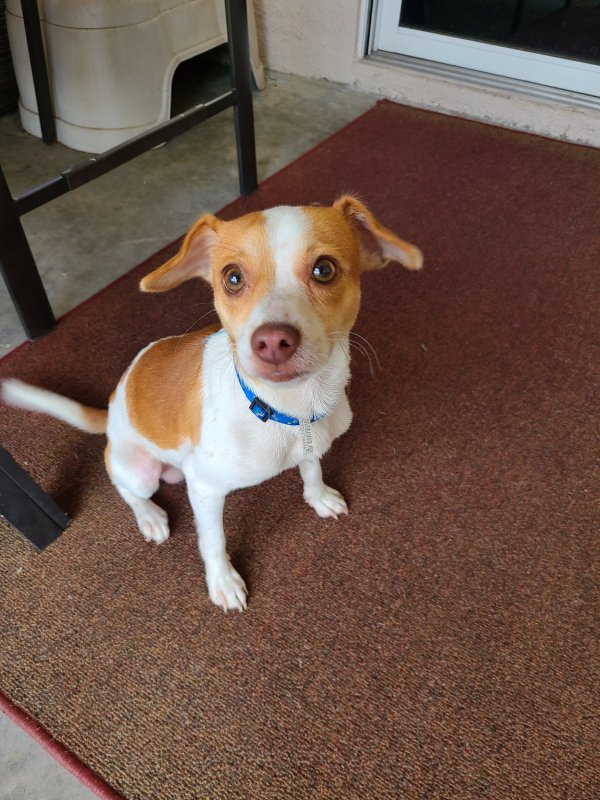Safe Jack Russell Terrier in Seffner, FL