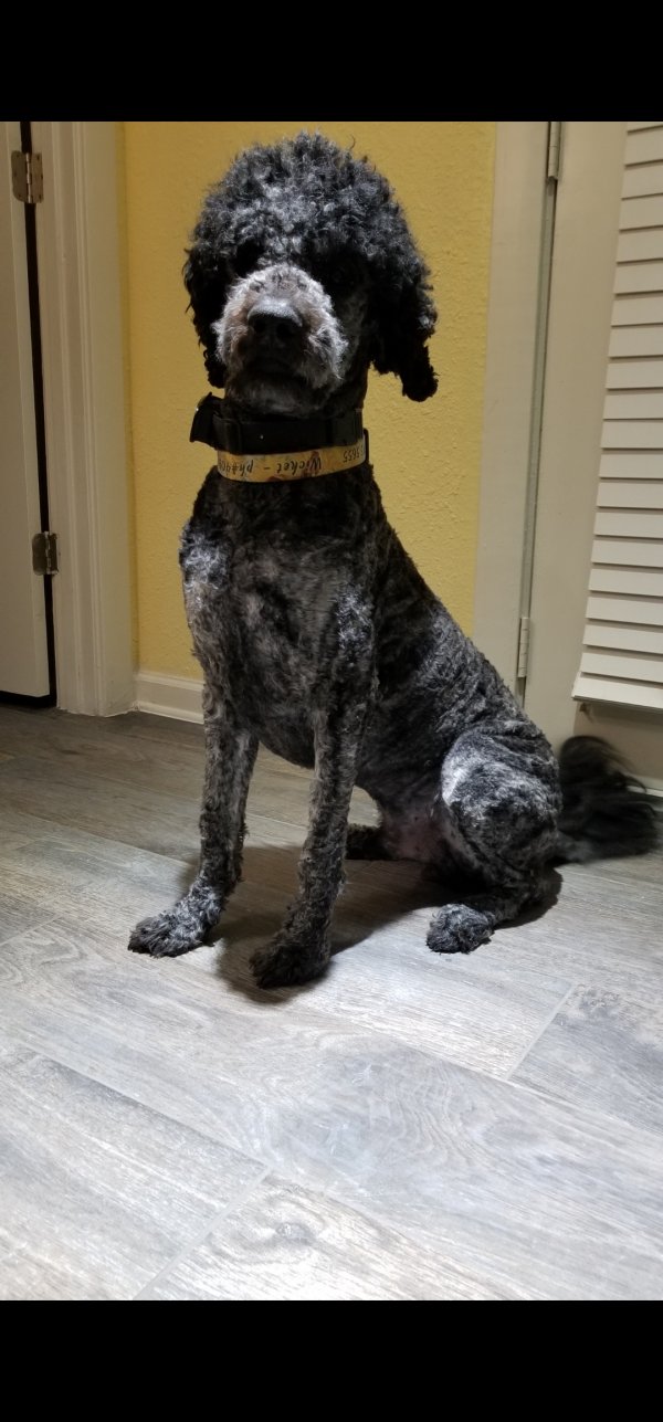 Lost Poodle in Beaumont, TX US