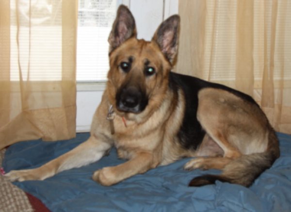 Safe German Shepherd Dog in San Antonio, TX