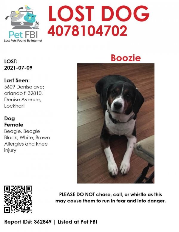 Safe Beagle in Orlando, FL
