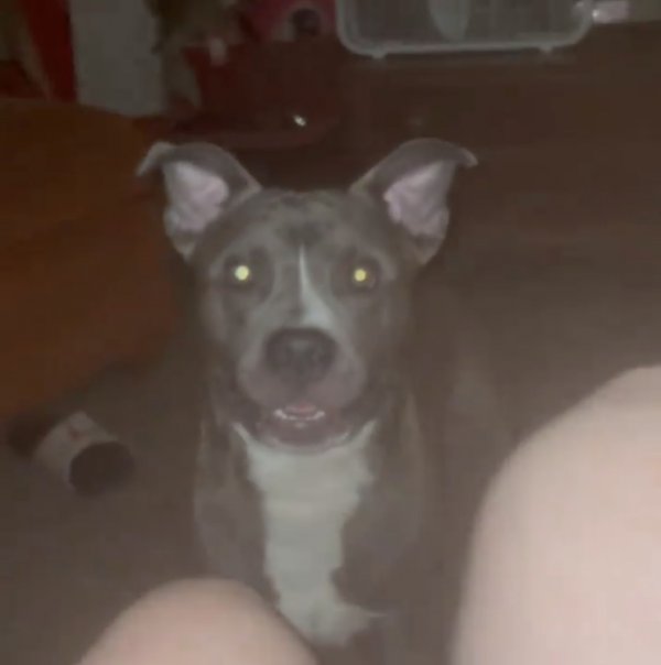 Safe Pit Bull in Holiday, FL