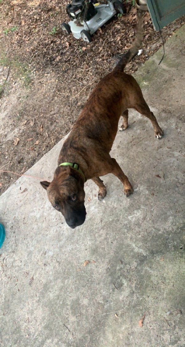 Safe Pit Bull in Fayetteville, NC