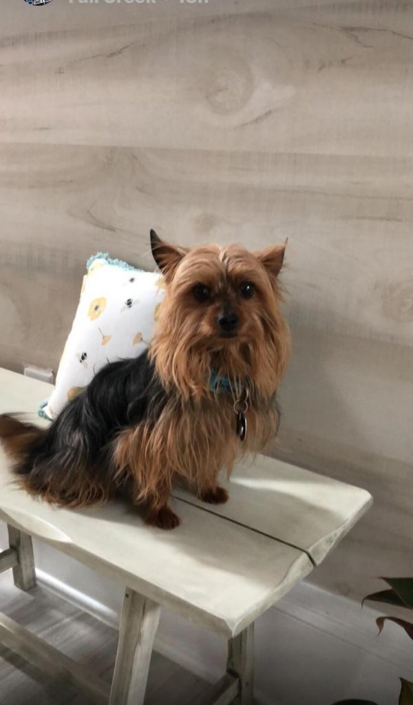 Safe Yorkshire Terrier in Humble, TX