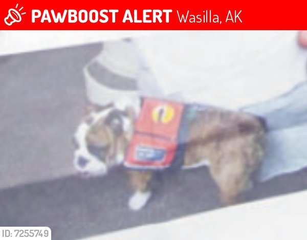 Safe Pit Bull in Wasilla, AK