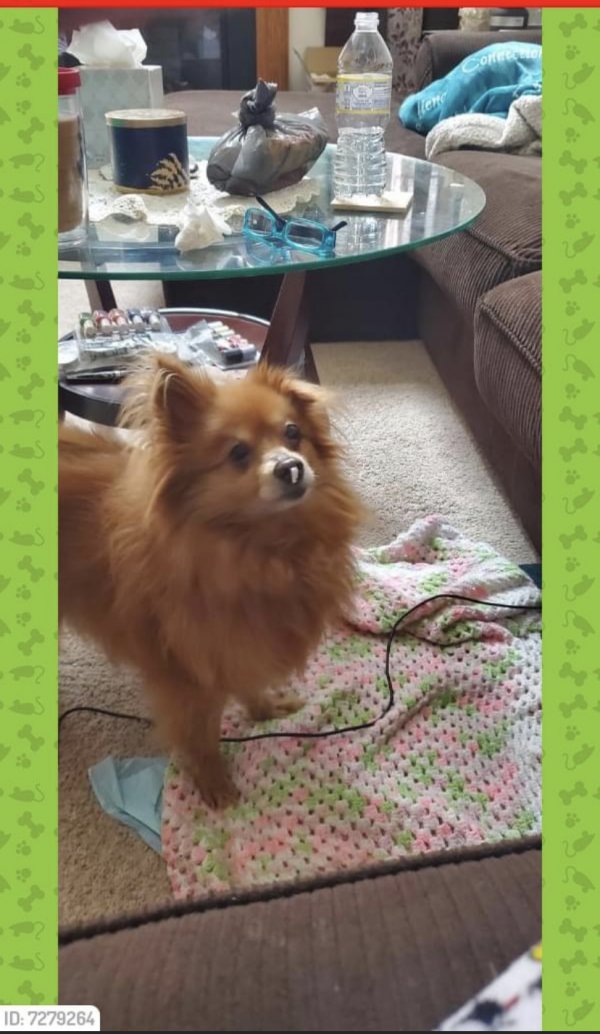 Safe Pomeranian in West Chester, PA