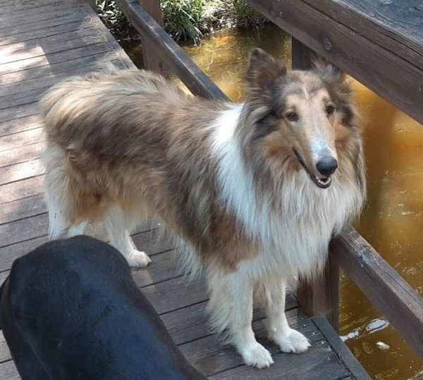 Safe Collie in Charlotte, NC