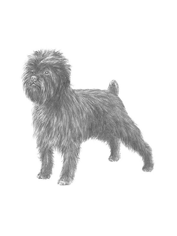 Safe Affenpinscher in Corning, NY
