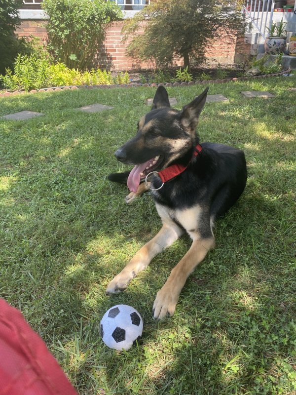 Found German Shepherd Dog in Hyattsville, MD US
