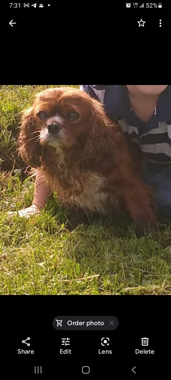 Safe Cavalier King Charles Spaniel in Curtiss, WI
