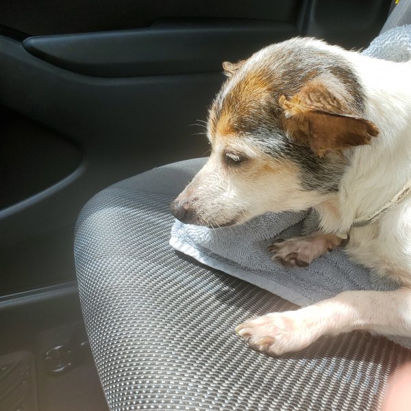 Safe Chihuahua in Blue Ridge, GA