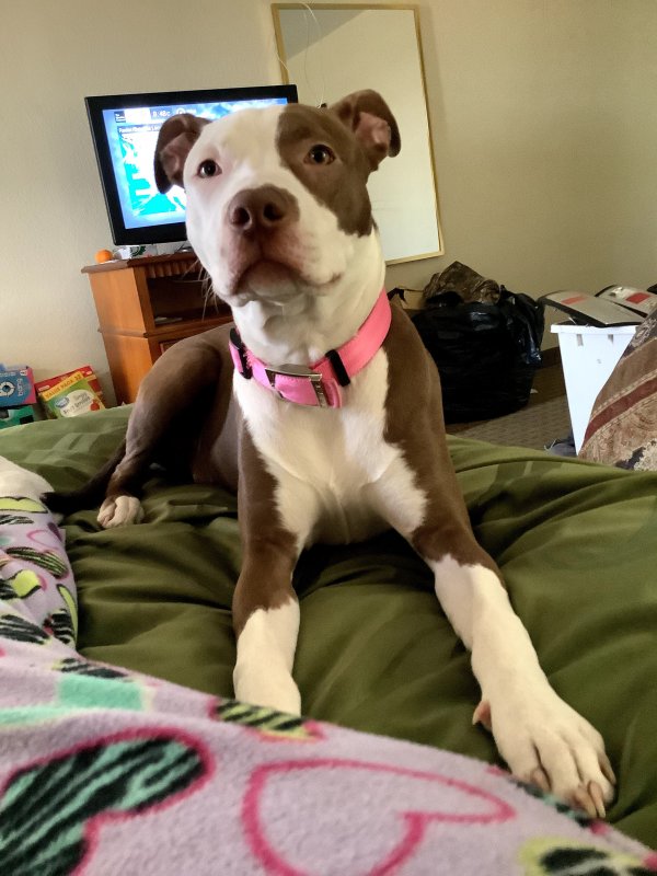 Safe Pit Bull in Indianapolis, IN