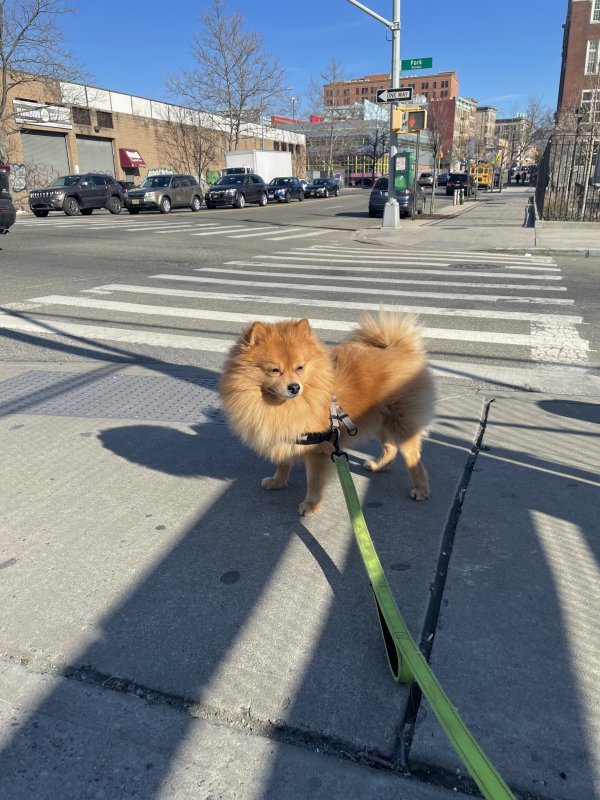 Lost Pomeranian in Bronx, NY US