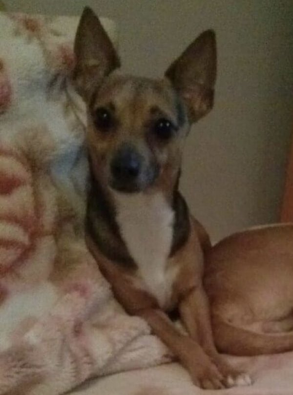 Stolen Chihuahua in Woodside, NY US
