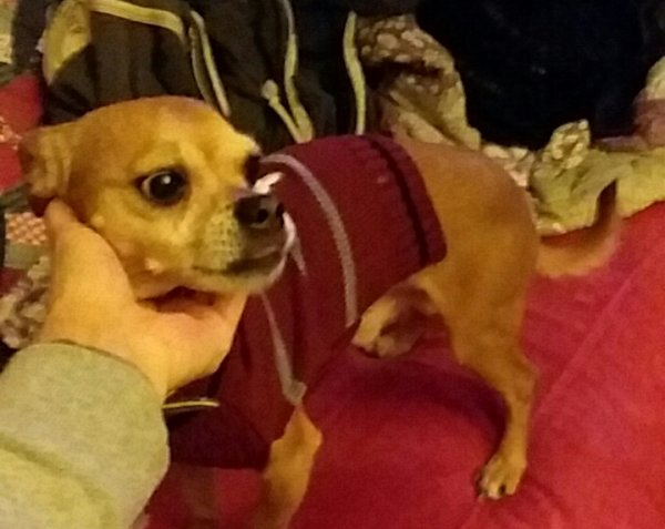 Safe Chihuahua in Sanford, MI