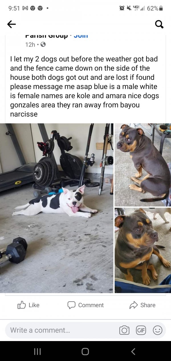 Safe American Bulldog in Gonzales, LA