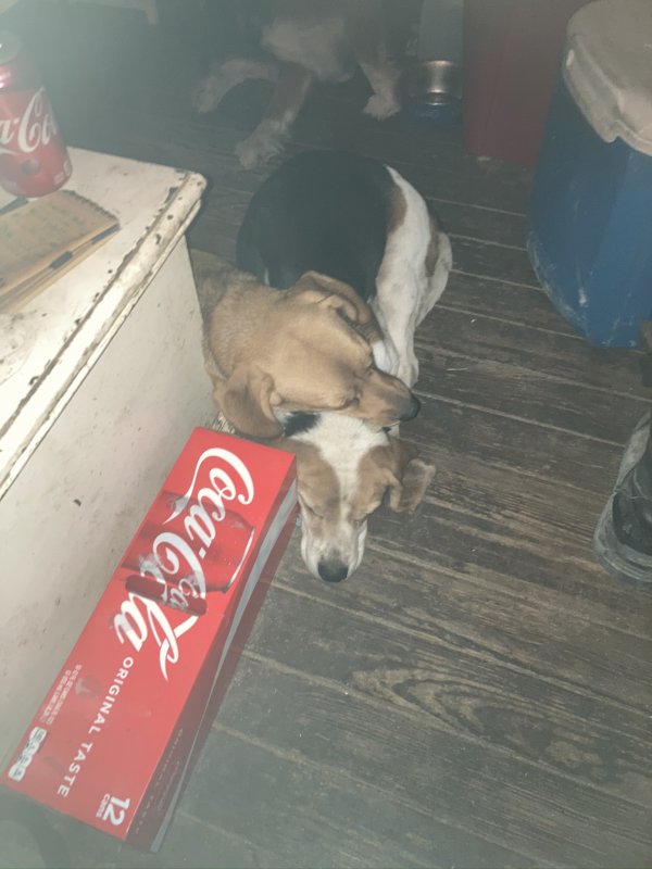 Safe Beagle in New Albany, IN