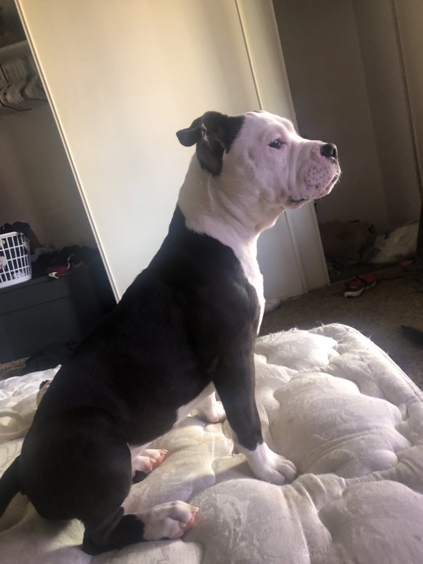 Safe Pit Bull in Mission, TX