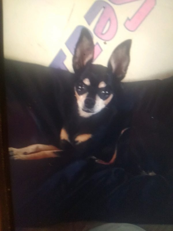 Safe Chihuahua in Tonopah, AZ
