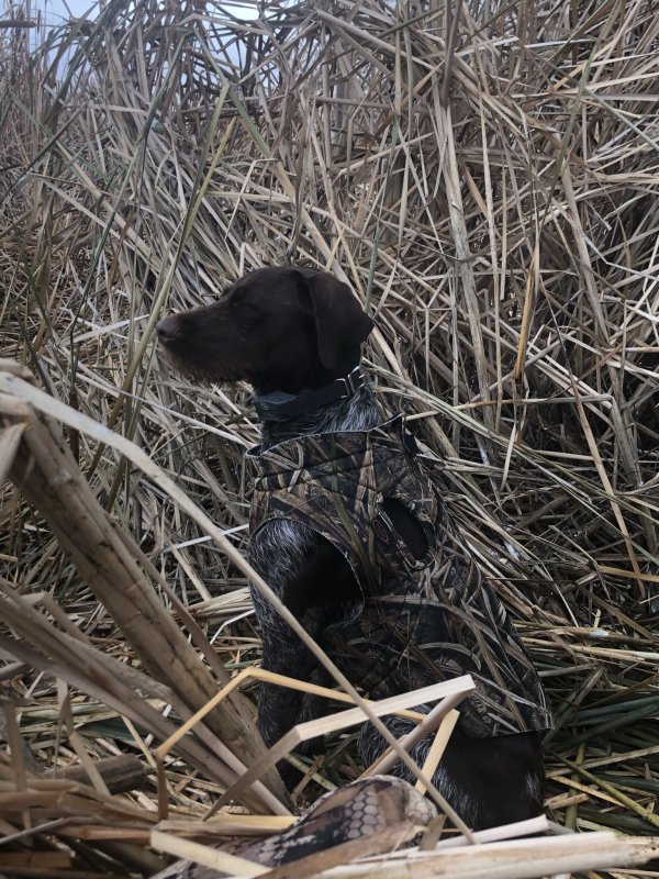 Safe German Wirehaired Pointer in Howe, ID