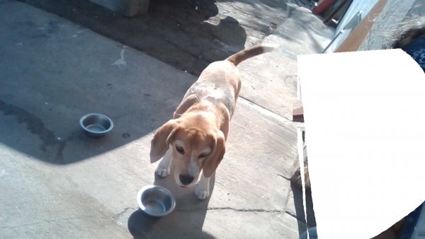 Safe Beagle in Oxnard, CA