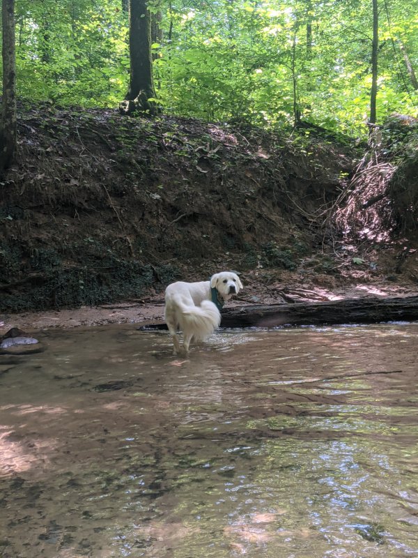 Safe Great Pyrenees in Lookout Mountain, GA