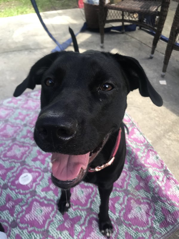Safe Labrador Retriever in Savannah, GA