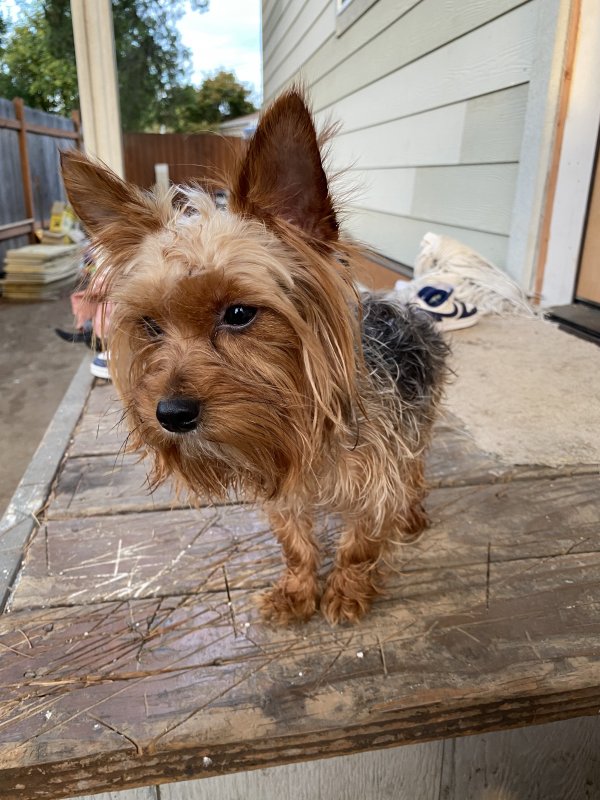 Safe Yorkshire Terrier in Tualatin, OR