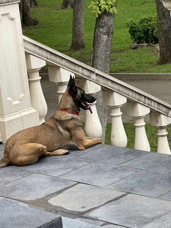 Safe Belgian Malinois in Fort Worth, TX