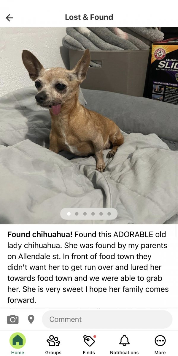 Safe Chihuahua in Pasadena, TX