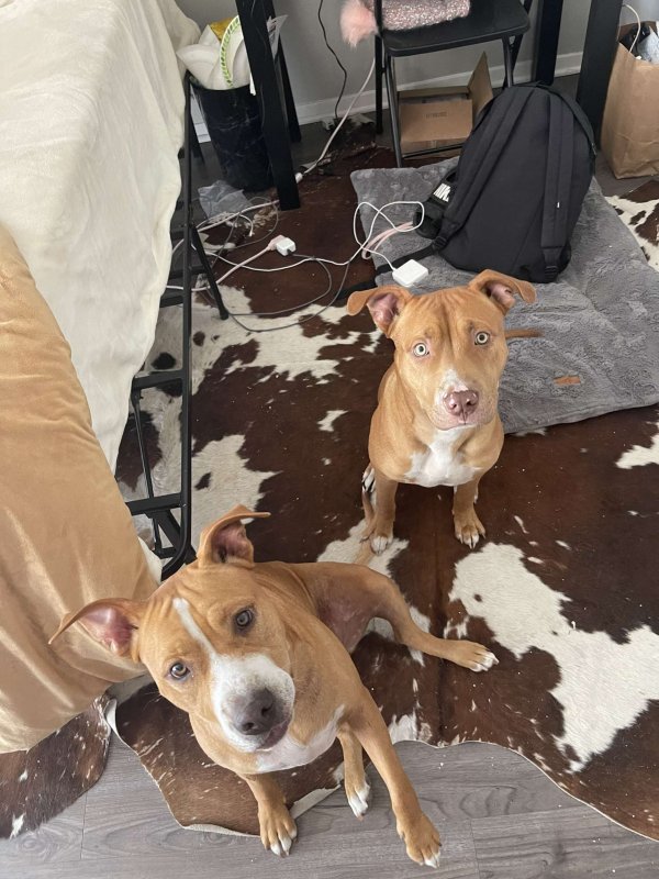Safe Pit Bull in College Station, TX US