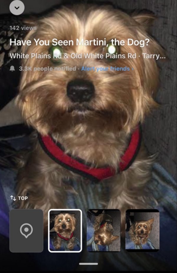 Safe Yorkshire Terrier in Tarrytown, NY