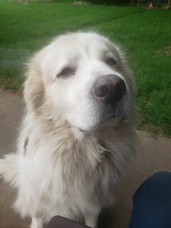 Safe Great Pyrenees in Tulsa, OK