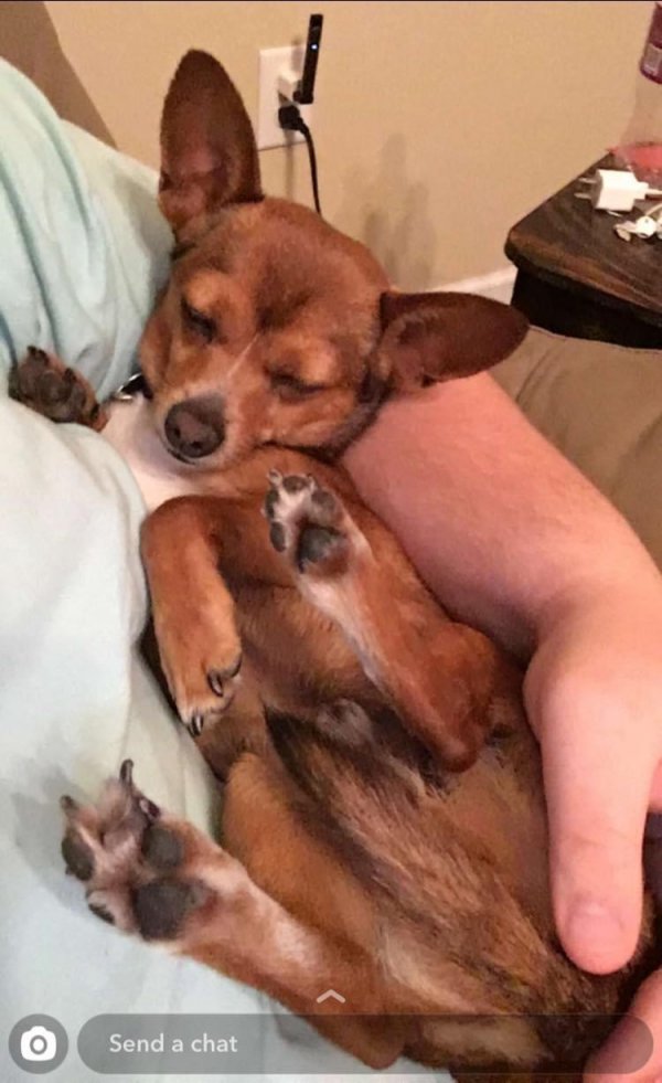 Safe Chihuahua in Cordele, GA