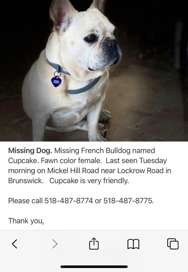Safe French Bulldog in Troy, NY