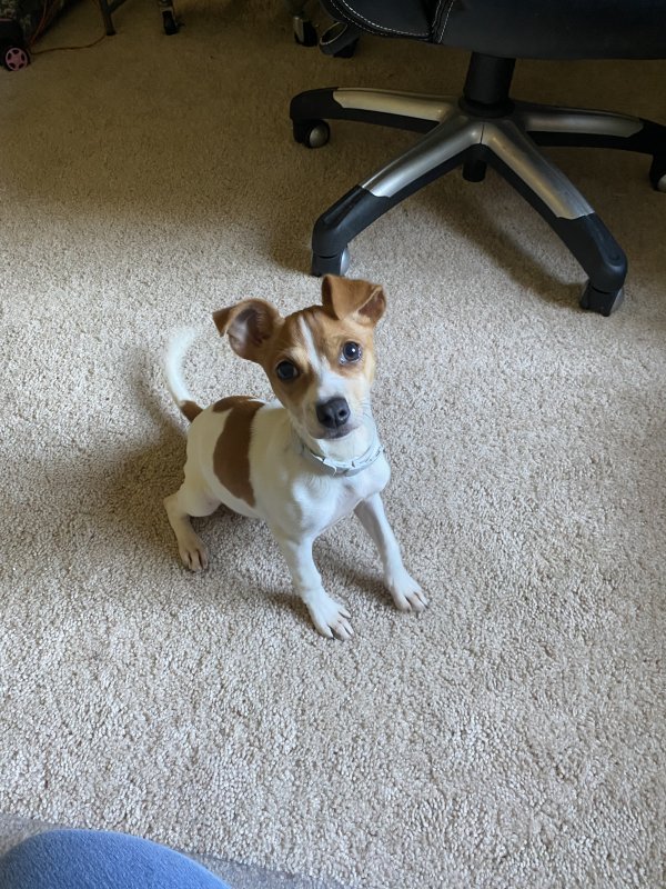 Safe Jack Russell Terrier in Fayetteville, NC