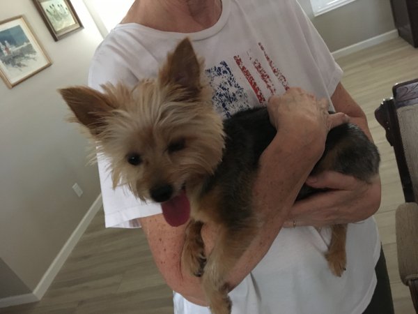 Safe Yorkshire Terrier in Mesa, AZ