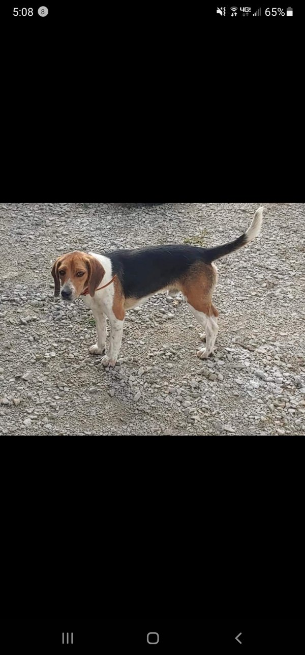 Safe Beagle in Collinwood, TN