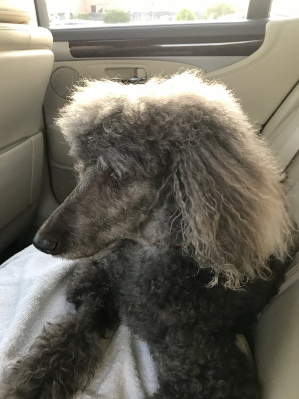 Safe Poodle in Greensboro, NC