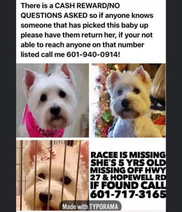 Safe West Highland White Terrier in Crystal Springs, MS