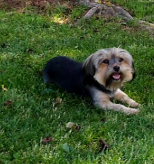 Safe Yorkshire Terrier in Grover, NC