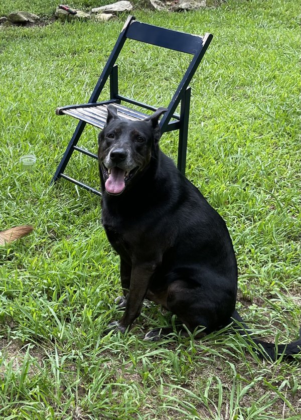 Safe German Shepherd Dog in Fayetteville, GA