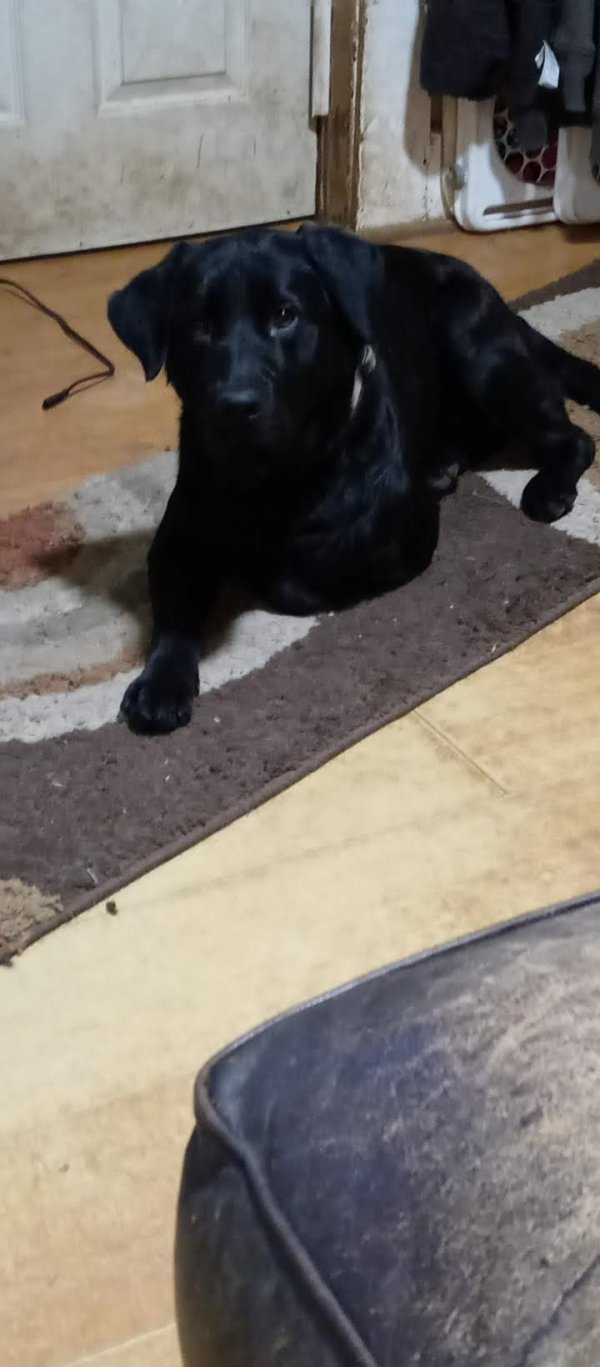 Safe Labrador Retriever in Marietta, GA