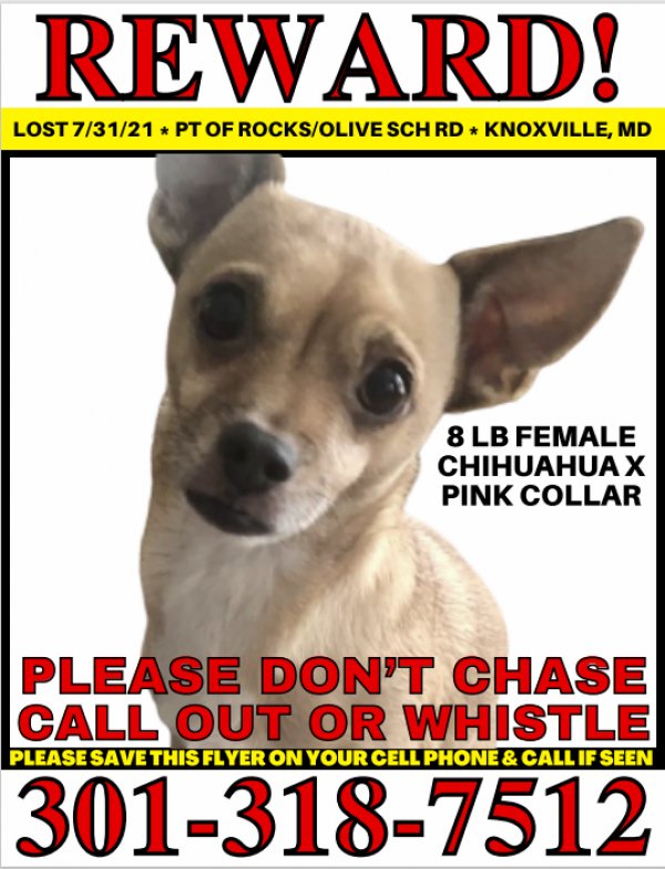 Lost Chihuahua in Knoxville, MD US